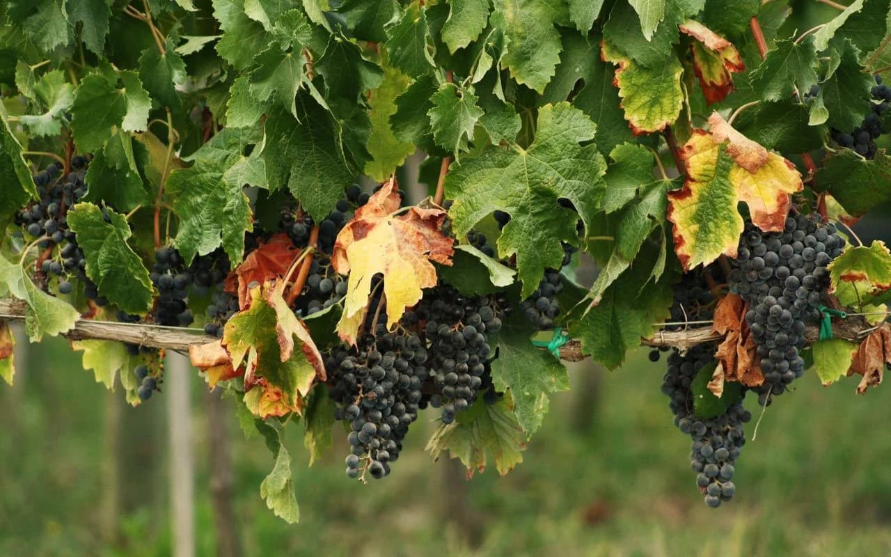 DOMAINE BONIAN — paysage du domaine