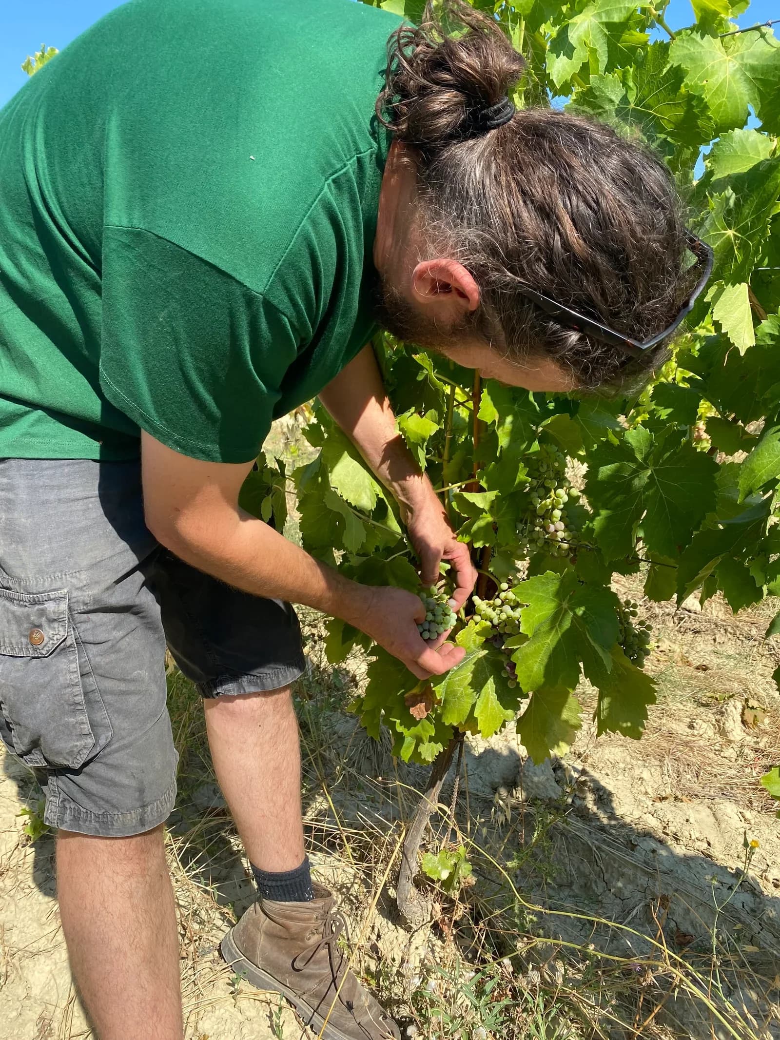 DOMAINE COSTE ROUSSE — paysage du domaine