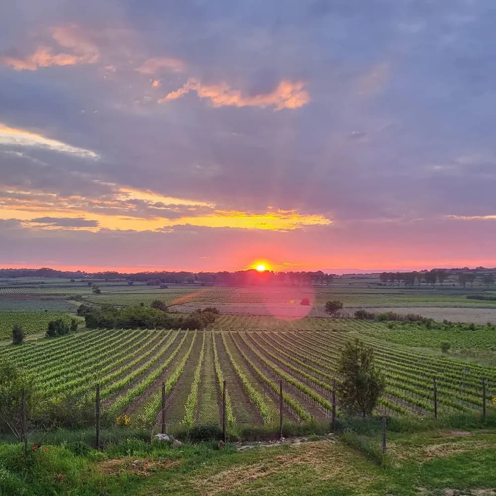 DOMAINE DE L'ENVOLEE — paysage du domaine