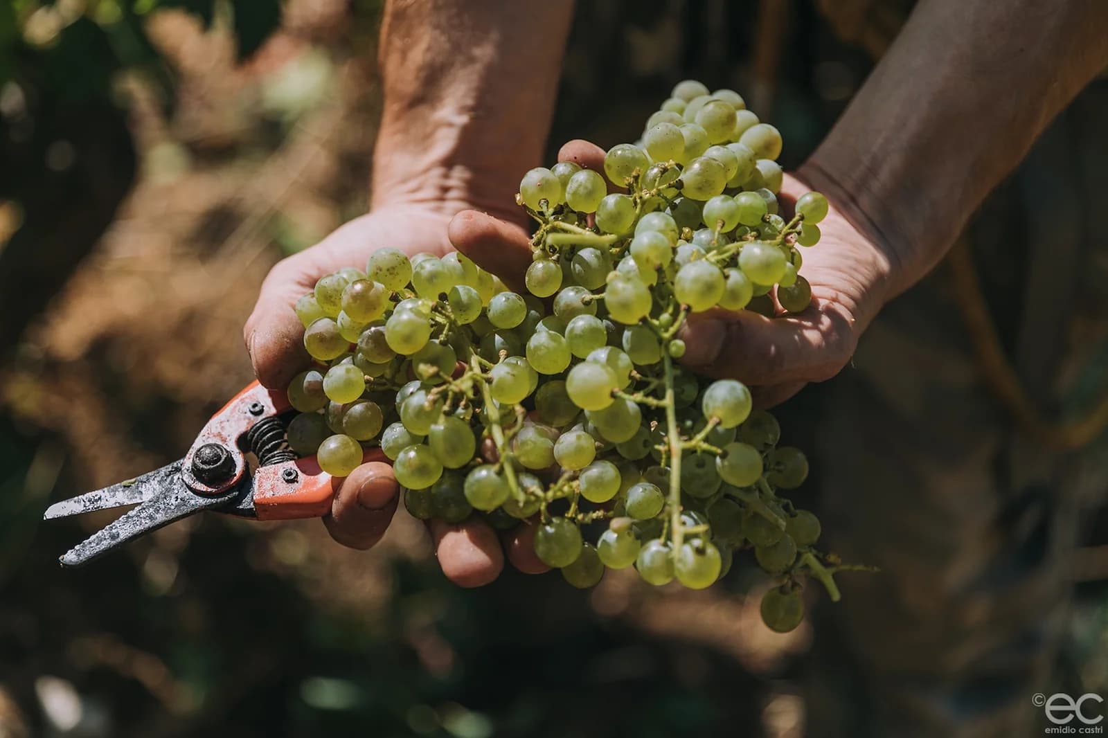 DOMAINE DE PEYRAT — paysage du domaine