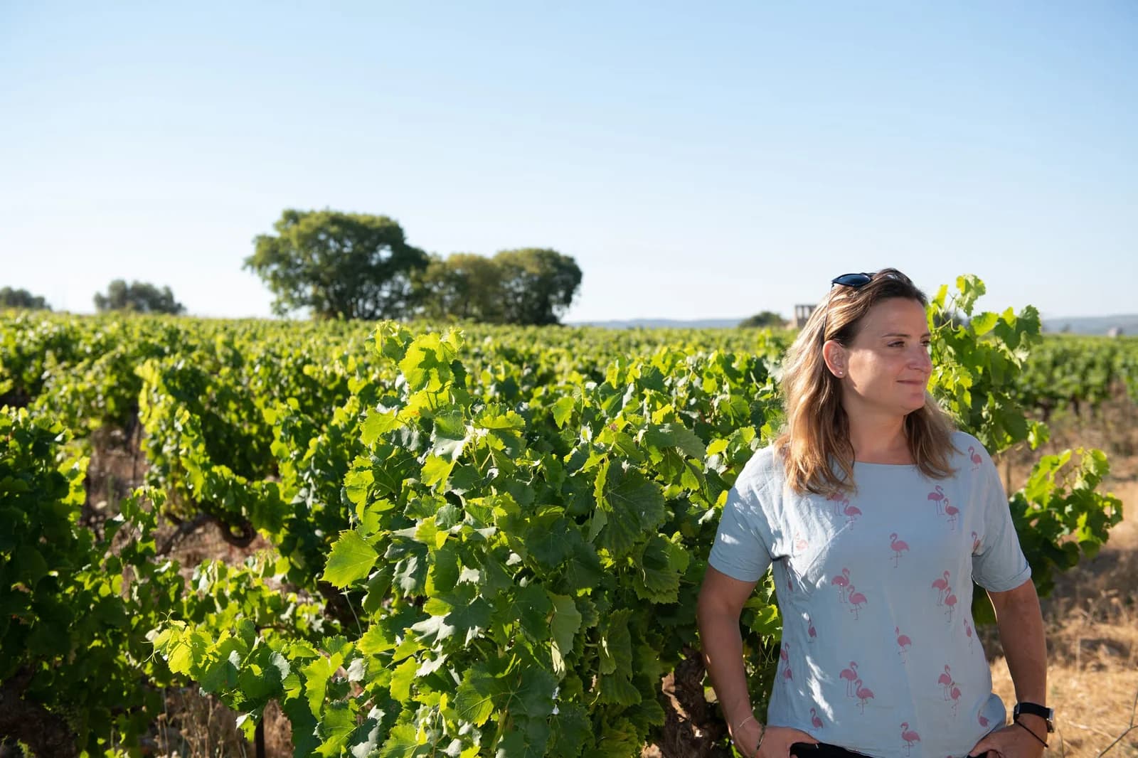 DOMAINE LA FOLIE VIGNERONNE — paysage du domaine