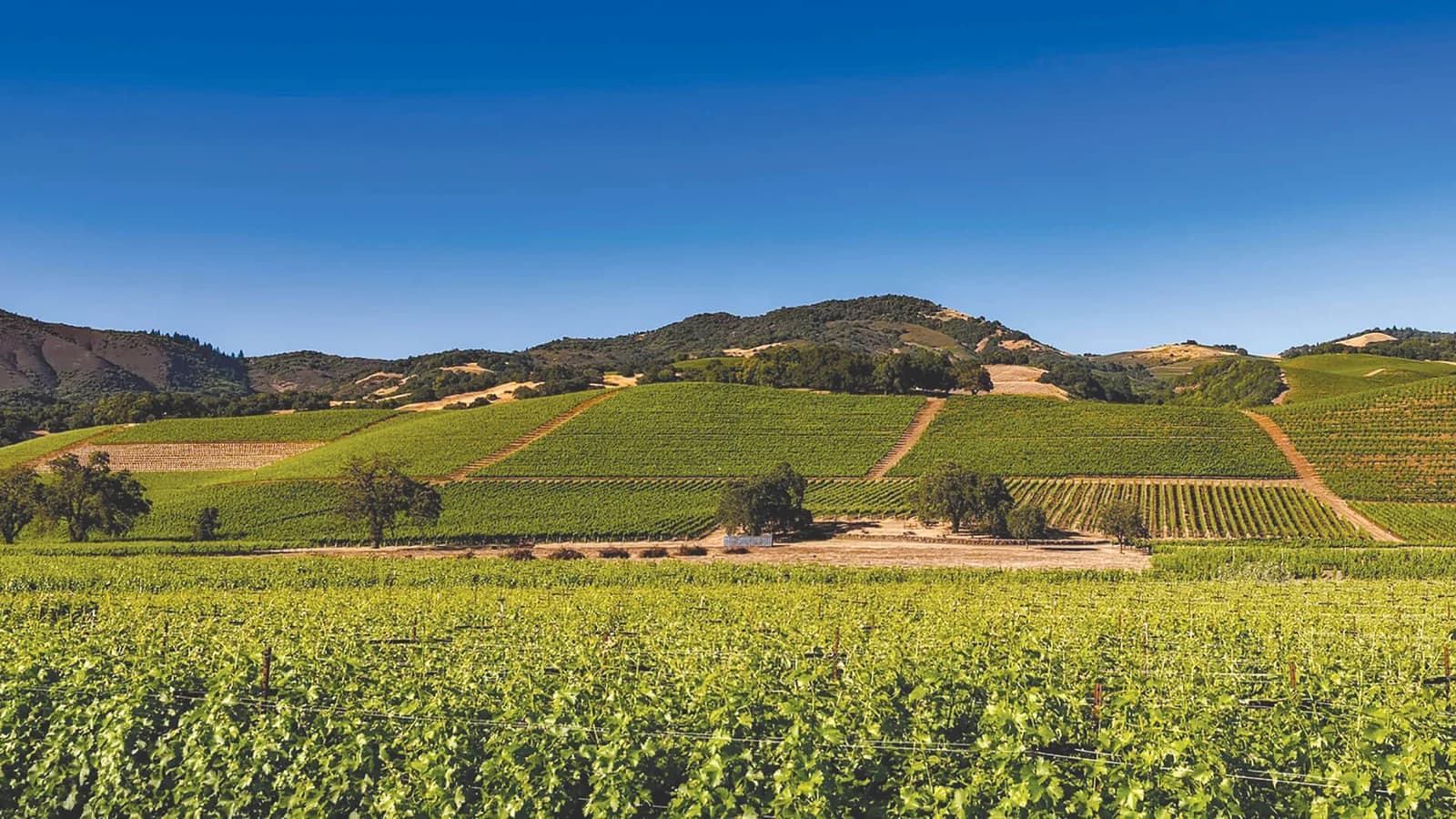 LES VIGNERONS D'ALIGNAN DU VENT NEFFIES — paysage du domaine