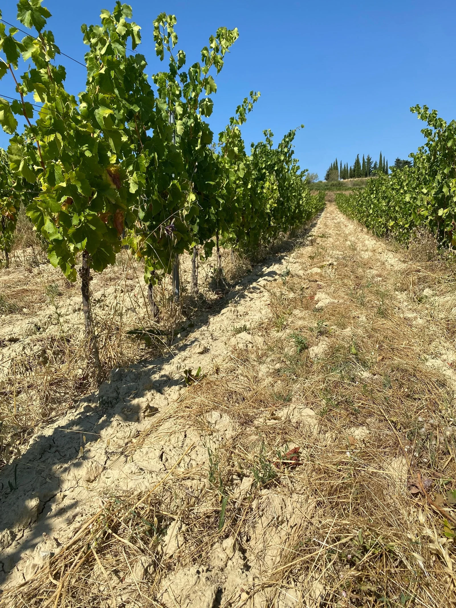 Domaine Coste Rousse — paysage