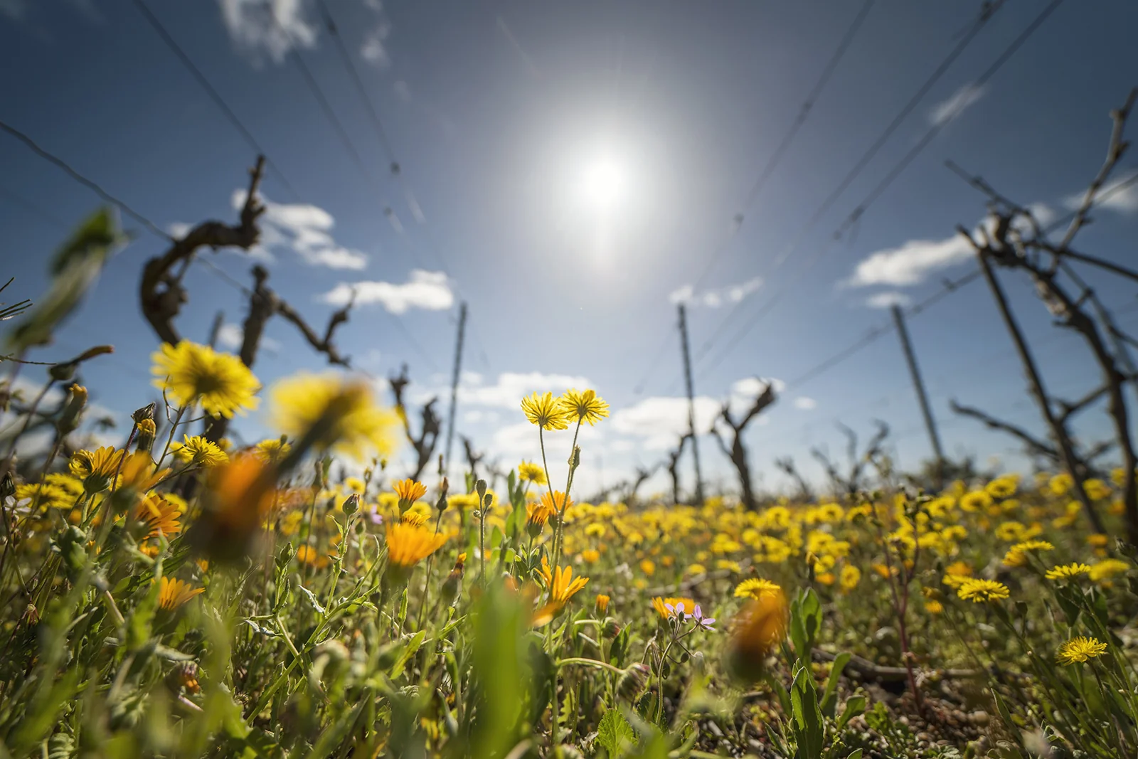 Domaine de l'Arjolle — paysage