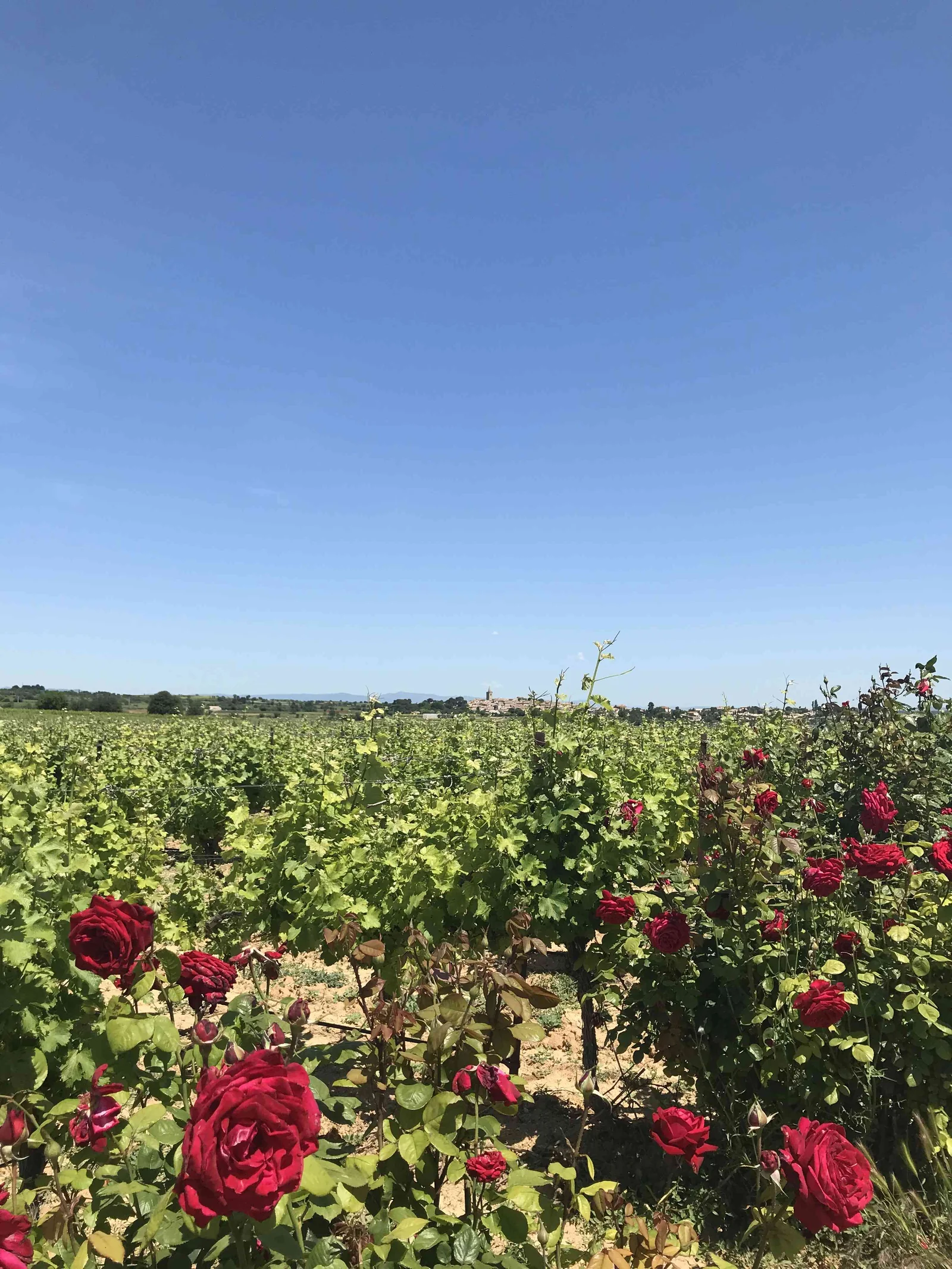 Domaine de Mont d'Hortes — paysage
