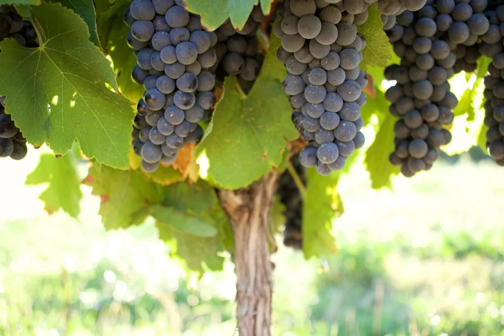 Domaine de Montbuisson — image
