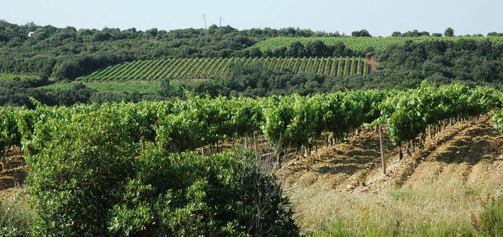 Domaine Deshenrys — paysage