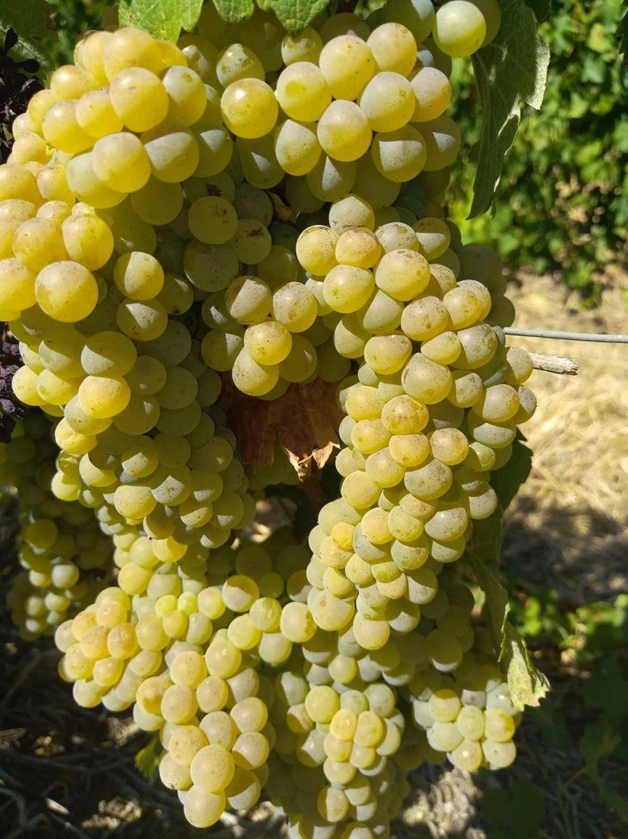 Domaine Eric Gelly — paysage