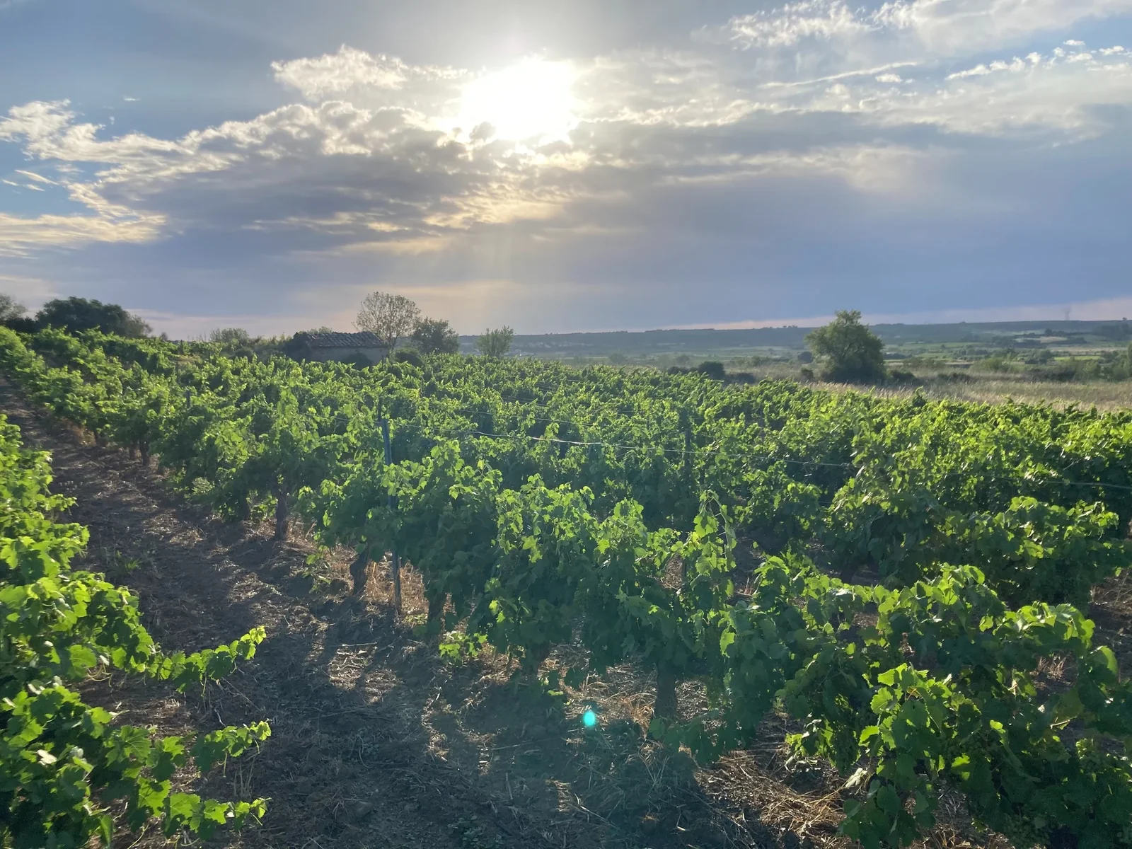 Domaine la Folie Vigneronne — paysage
