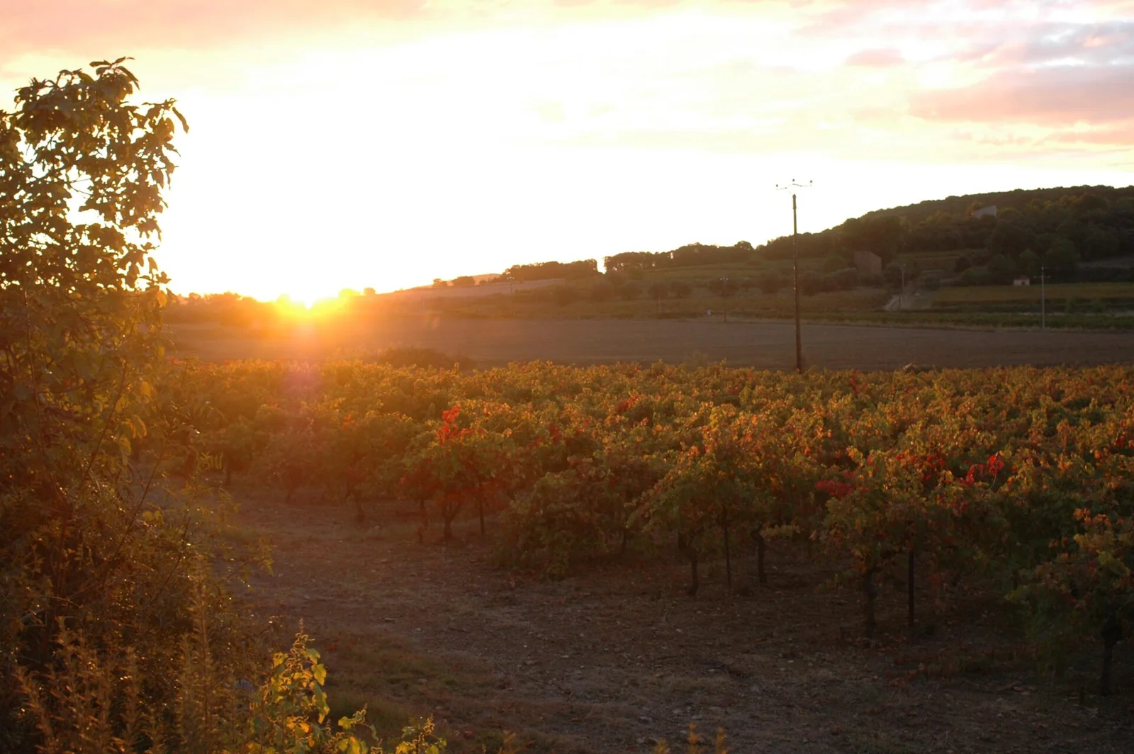 Domaine la Grange — paysage