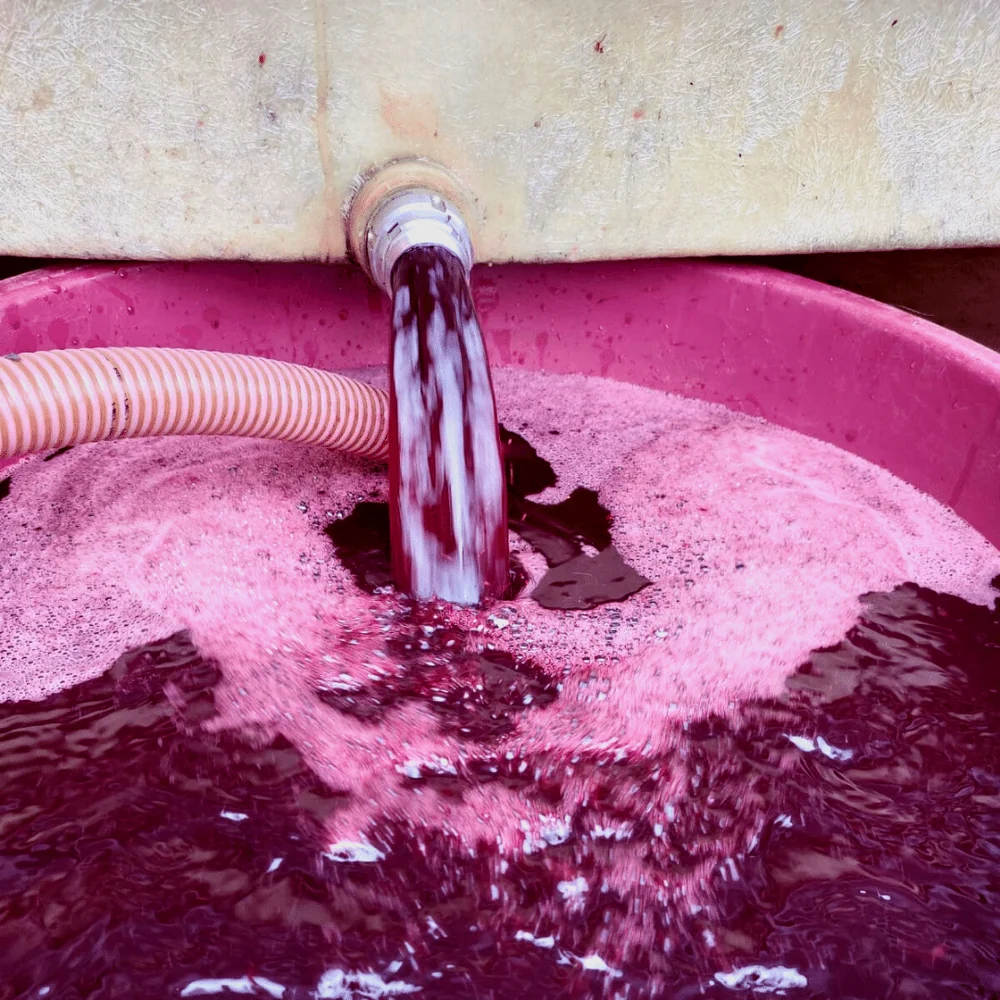 Vinification : jus / mout de raisin coulant par un tuyau dans une cuve, mousse rose vif. Etape de cave/chai en pleine fermentation. 1080x1080.