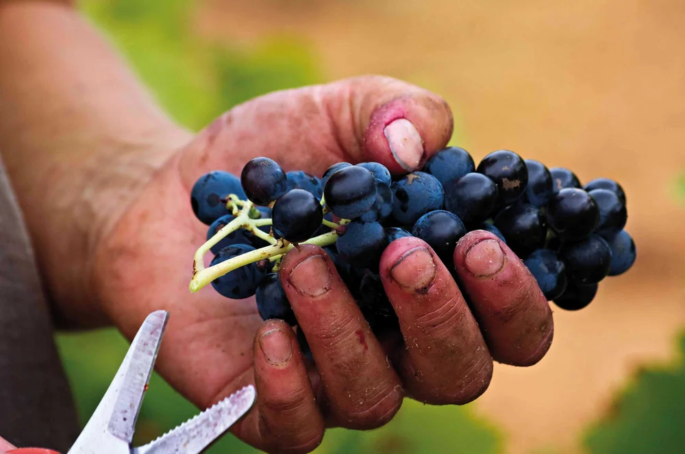 Gros plan tres reussi sur une main calleuse de vendangeur tenant une grappe de raisin noir, secateur en bas du cadre, fond de vignes flou dore. Image forte qui melange humain et terroir. 2500x1656.