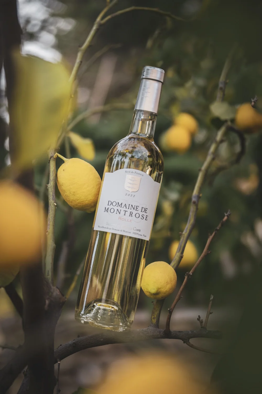 Bouteille blanc Domaine de Montrose 'Rolle' nichee dans un citronnier charge de citrons jaunes, lumiere douce. Packshot lifestyle elegant et lumineux.