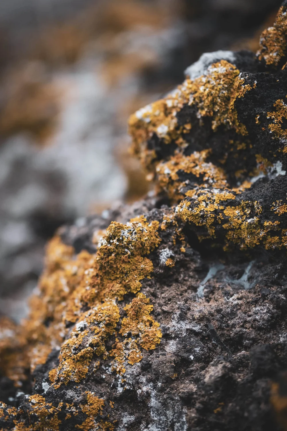 Macro du sol volcanique/basaltique du terroir : roche sombre constellee de lichen orange vif. Format portrait, faible profondeur de champ. Tres expressif du terroir volcanique singulier de Montrose.