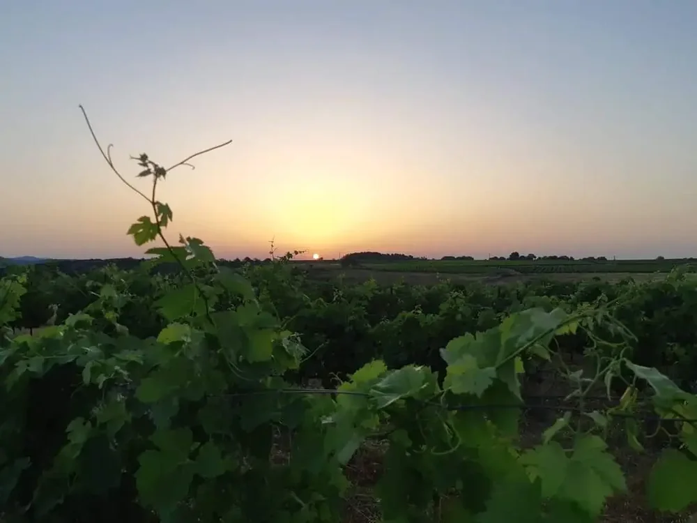 Haute pile (palette) de cartons de vin estampilles 'PICARO'S Amano 2017 Rouge', en exterieur sous ciel bleu avec cypres. Montre le conditionnement et le volume de production ; visuel d'activite/branding du domaine.