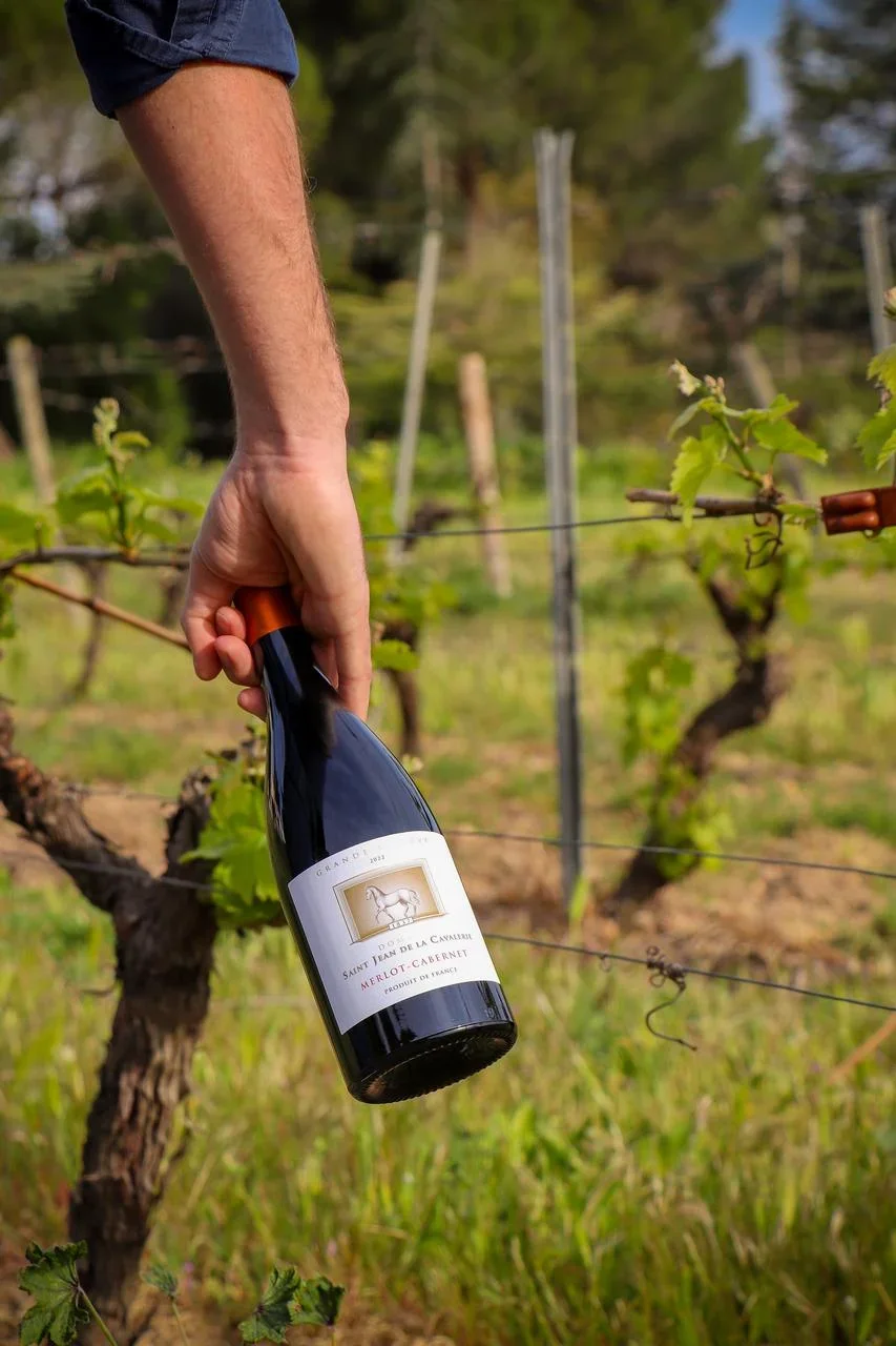 Packshot lifestyle : une main tient une bouteille de Grande Réserve Merlot-Cabernet (étiquette au logo cheval) au cœur des vignes au printemps, rangs et arbres en arrière-plan flou. Bouteille en situation, élément humain. Photo pro (Maryne Torchy).