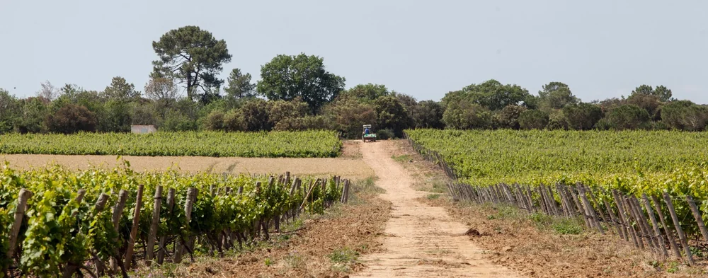 Panorama large des vignes : chemin de terre central menant à un tracteur, rangs de vigne de part et d'autre, garrigue et pins à l'horizon, ciel clair. Belle photo de terroir au format bannière.