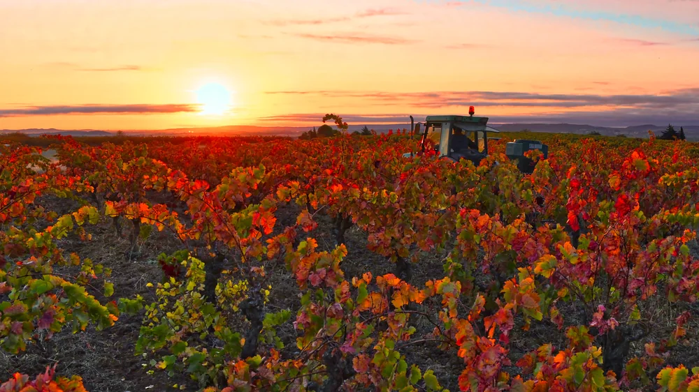 Vignoble d'automne au coucher du soleil avec un tracteur : feuillage flamboyant rouge et orange, ciel rose. Photo carte postale, tres haute valeur.