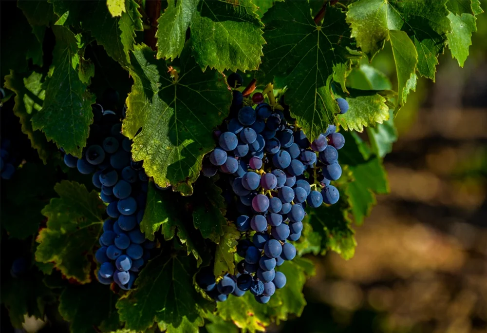 Gros plan de grappes de raisins rouges mûrs (Syrah/Grenache) sur la vigne, feuillage vert luxuriant, lumière rasante et arrière-plan flou. Macro très qualitative, évoque la maturité et la qualité du raisin.