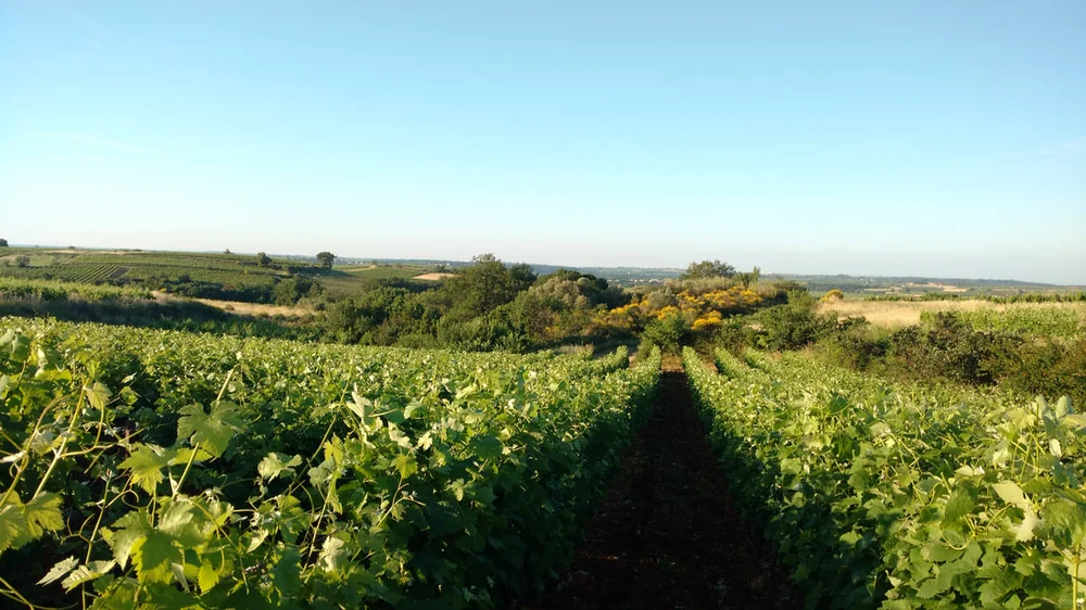 Les batiments du domaine (mas languedocien aux tuiles, chai, volets bleus, pins parasols) vus derriere une parcelle de vignes bien alignees. Vue d'ensemble du domaine, ideale pour la rubrique 'Le domaine'.