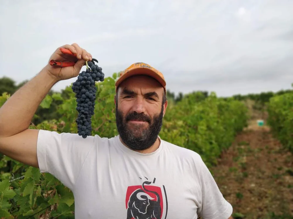Portrait du vigneron (homme barbu, casquette orange, t-shirt) tenant fierement une grappe de raisin noir avec son secateur, dans les rangs de vigne. Image humaine forte, vraisemblablement Mathieu Vergnes. Tres valorisante pour la confiance.