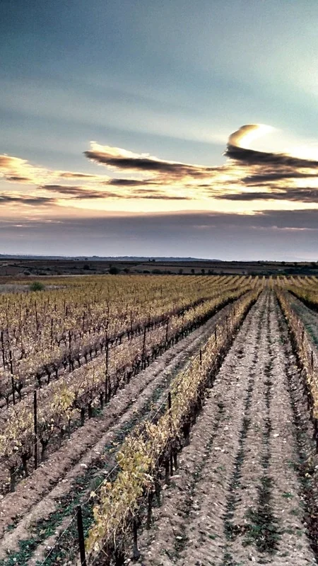 Vignes au coucher de soleil, ciel spectaculaire orange et bleu, rangs filant vers l'horizon, sol caillouteux. Format vertical, tres esthetique, ideal pour une banniere ou page d'accueil.
