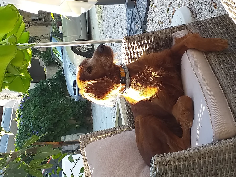 Le chien roux du domaine (setter irlandais) installe sur un fauteuil en exterieur (image en orientation tournee). Instantane attachant de la vie du domaine, valeur decorative.