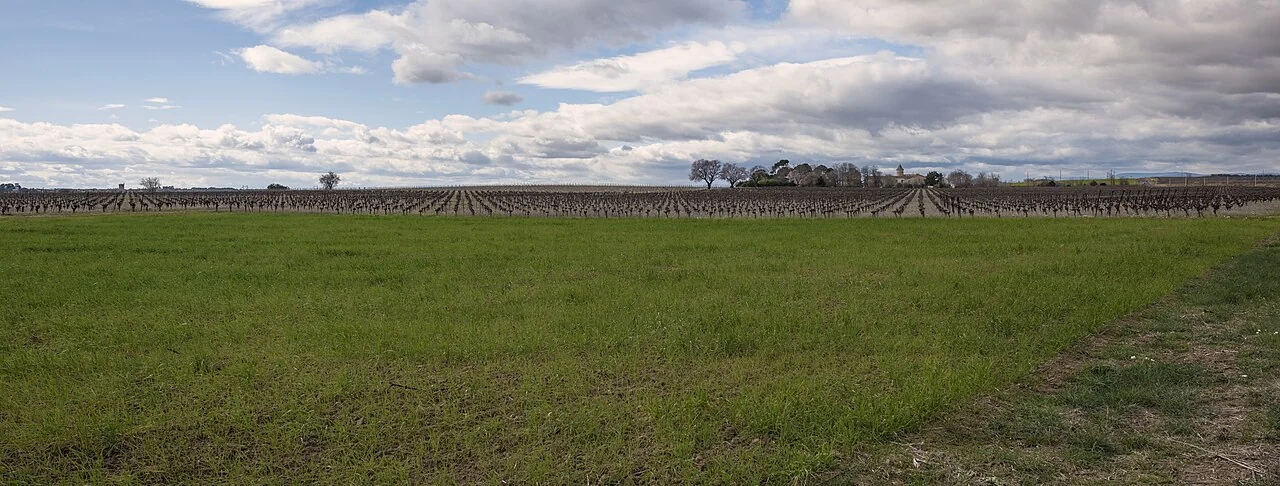 Repli commune Saint-Thibéry (pas une photo du domaine) — paysage viticole : rangées de vignes et prairie verte sous un ciel nuageux, avec le clocher du village à l'horizon. Très adapté à un domaine viticole. [CC BY-SA 4.0 · Christian Ferrer]