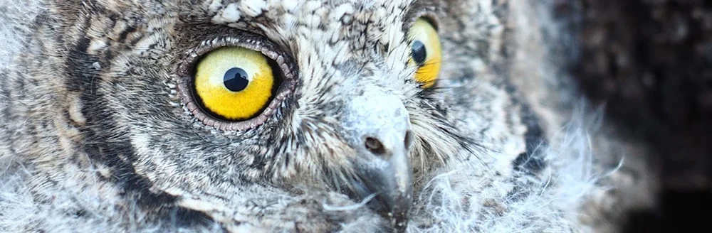 Gros plan d'un hibou/chouette aux grands yeux jaunes. Illustre la biodiversite du domaine (viticulture bio).