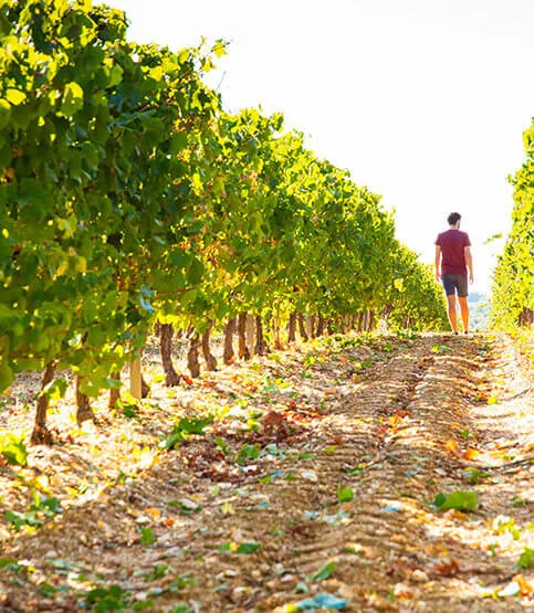 Un vigneron de dos remonte une rangee de vignes baignee de lumiere doree en fin de journee. Humain + paysage, tres valorisant, evoque le travail et l'attachement au terroir.