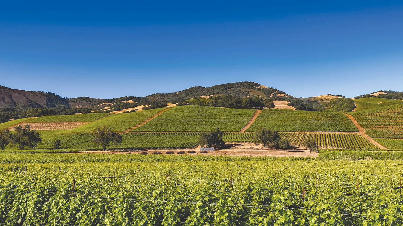 Les Vignerons d'Alignan du Vent Neffies — image