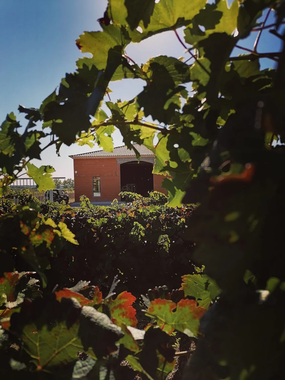 Le batiment du chai Mas Delgi cadre artistiquement a travers le feuillage des vignes (feuilles vertes et rougissantes), ciel bleu. Composition soignee melant domaine et vignoble.