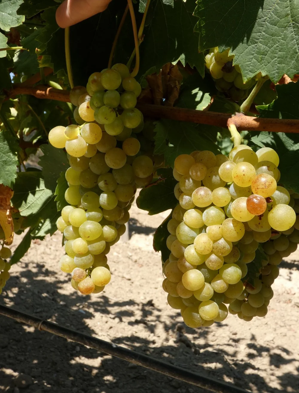 Gros plan de belles grappes de raisin blanc dore (probable Muscat) suspendues a la vigne sous le soleil. Detail de terroir / raisin.