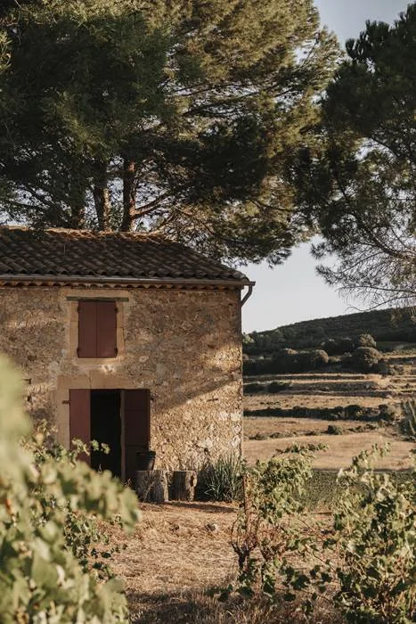 Le mazet/mas en pierre du domaine sous un grand pin parasol, vu a travers les vignes, collines et garrigue derriere. Lumiere doree, tres atmospherique, excellente photo d'identite du lieu.