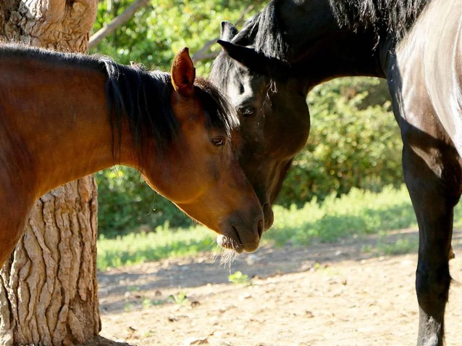 Deux chevaux (un bai, un noir) tete contre tete a l'ombre d'un arbre. Theme central de l'identite du domaine (nom et etiquettes inspires des chevaux), evocateur de l'univers de marque.
