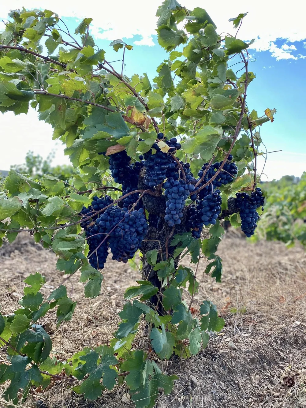 Souche de vieille vigne en gobelet chargee de grappes de raisin noir mur (Carignan/Grenache), vignoble en arriere-plan, lumiere vive. Gros plan terroir net et eclatant. 1536x2048.